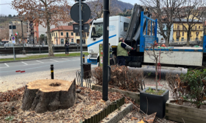 Albero salera