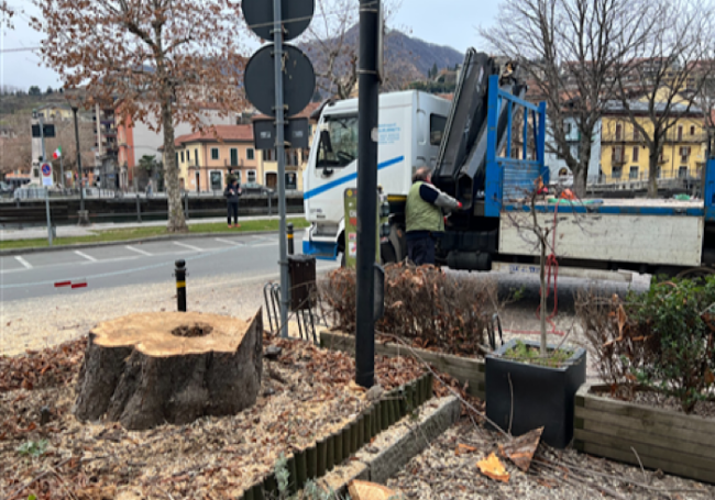 Albero salera
