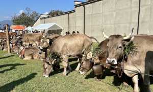 Fiera Zootecnica Armeno 2023 archivio