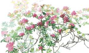 Margherita Leoni Rhododendron ferrugineum