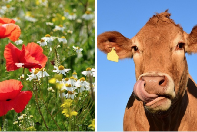 Schermata 2025 07 03 alle 12.26.11