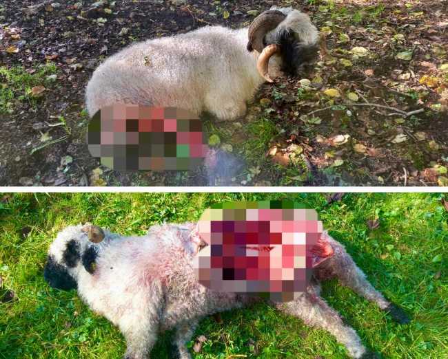 WhatsApp Image 2024 11 01 at 09.19.21