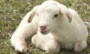 agnello