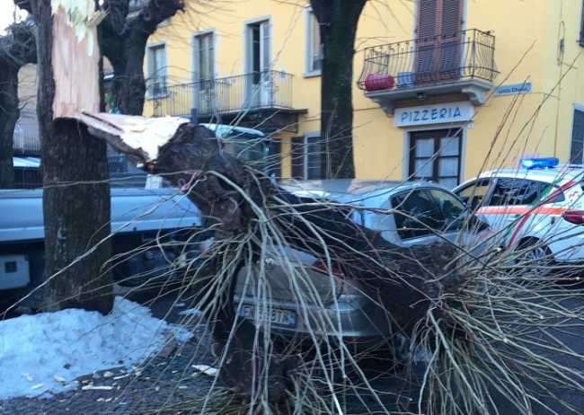 albero crusinallo