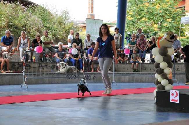 bastardini ribalta omegna presentazione