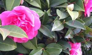 camelia700