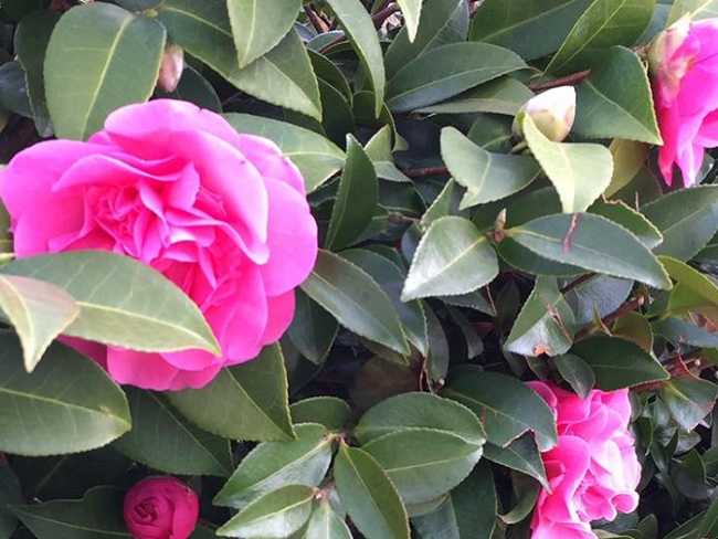 camelia700