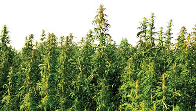 canapa coltivazione