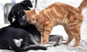 cane gatto