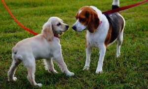cani passeggiata