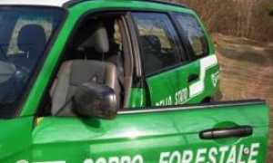 cfs forestale