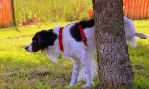 dog 1694209 640