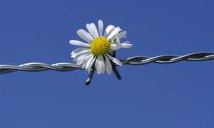 filo spinato margherita