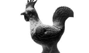 gallus nivalis