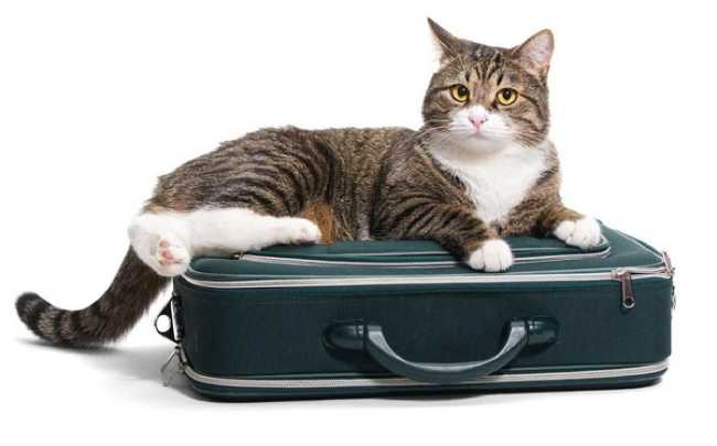 guida gattofila700