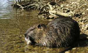 nutria