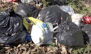 pogno abbandono rifiuti