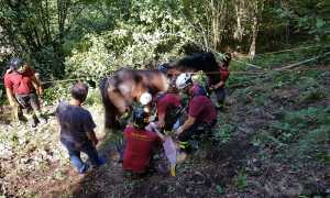 recupero cavallo