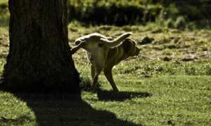 regolamento cani