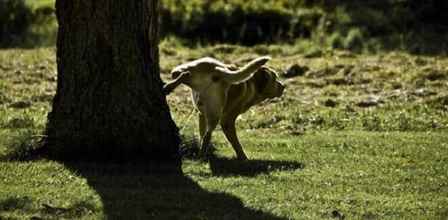 regolamento cani