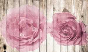 shabbychic270