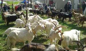 sovazza fiera ovicaprina 2015