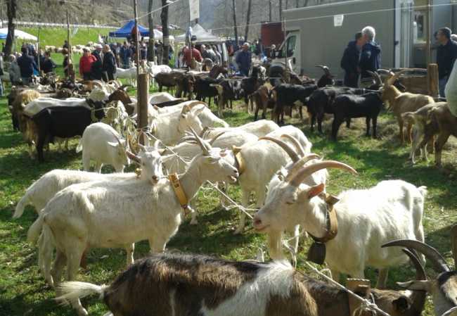 sovazza fiera ovicaprina 2015