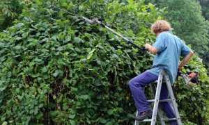 tagliare siepe modificato 1