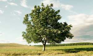 vento albero