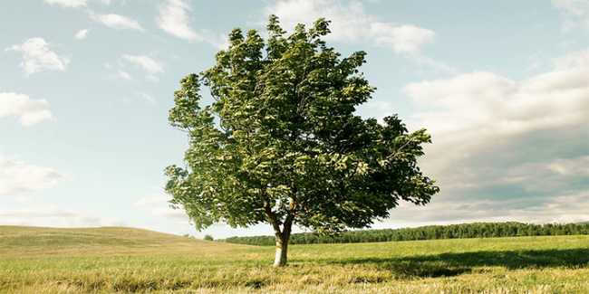 vento albero