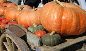 zucca