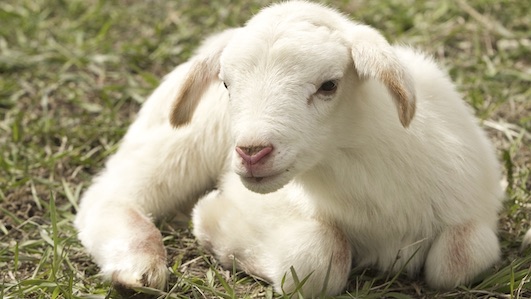 agnello