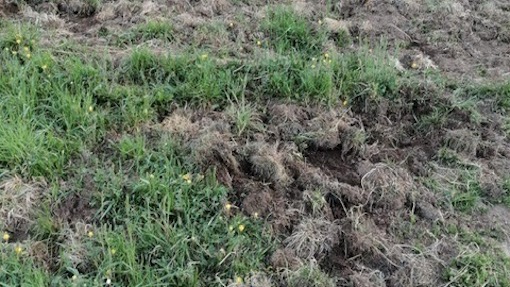 armeno danni cinghiali