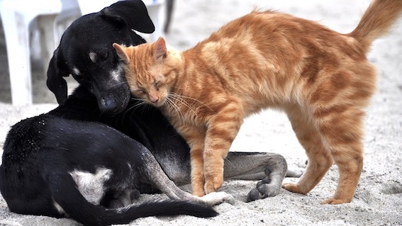 cane gatto