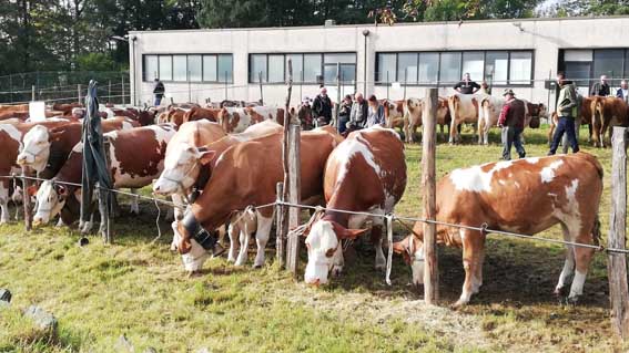 armeno zootecnica 2019