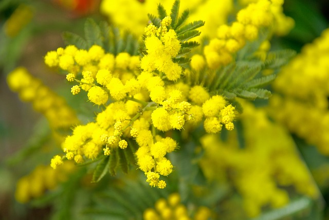 mimosa ramo foto