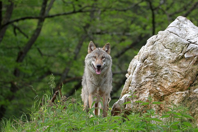 UE: definitivo il declassamento del lupo. In Ossola attacco alle stime ufficiali
