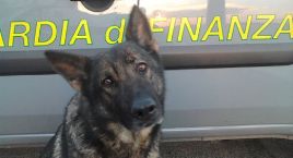 cane gdf droga