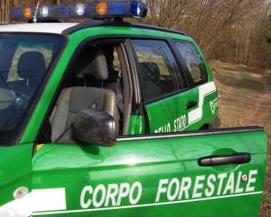 cfs forestale