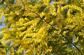 mimosando Enaip270