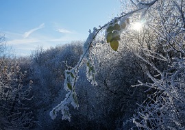 nevica270
