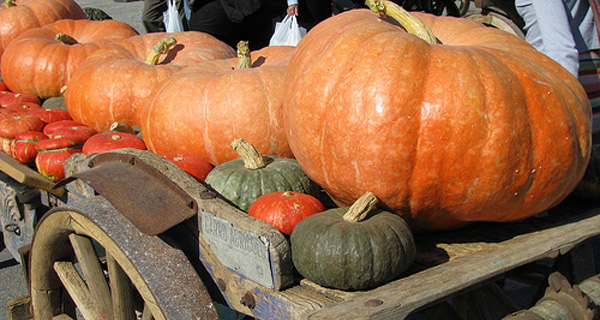 zucca